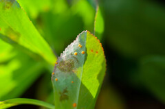 Melampsora helioscopiae