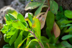 Melampsora helioscopiae