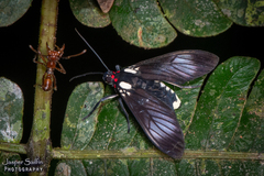 Telioneura glaucopis