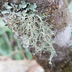 Ramalina peruviana