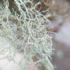 Ramalina peruviana
