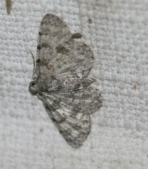 Thallogama corticola