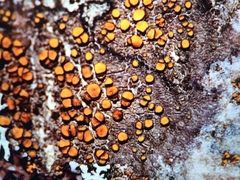 Caloplaca cerina