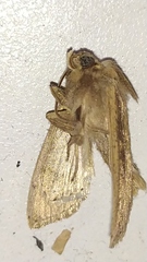 Lepidoptera