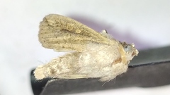 Lepidoptera