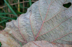 Phyllactinia guttata