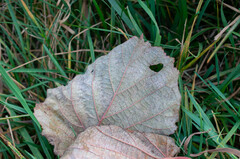 Phyllactinia guttata