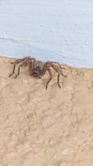 Polybetes rapidus