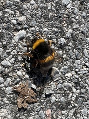 Bombus terrestris lusitanicus