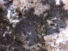 Hydropunctaria maura