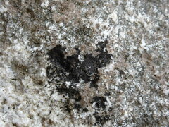 Hydropunctaria maura