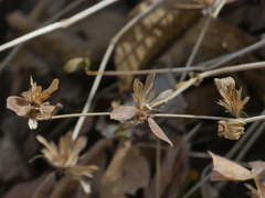 Cynarospermum asperrimum