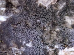 Hydropunctaria maura