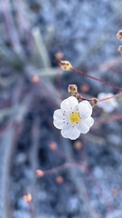 Ivesia santolinoides