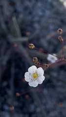 Ivesia santolinoides