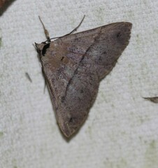 Ophyx eurrhoa