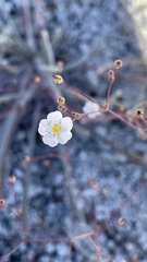 Ivesia santolinoides