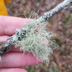 Usnea mutabilis