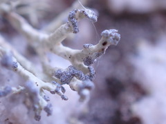 Niebla cephalota