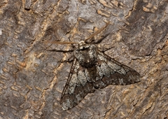 Biston strataria