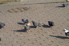 Columba livia domestica