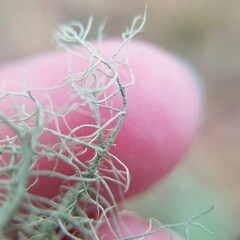Usnea mutabilis