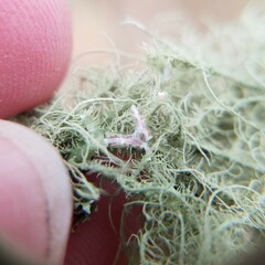 Usnea mutabilis