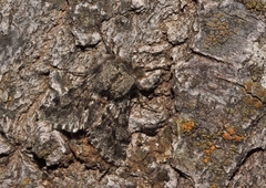 Apocheima hispidaria