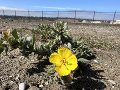 Camissoniopsis cheiranthifolia