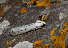 Myelois circumvoluta