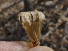 Cynarospermum asperrimum