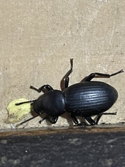 Nycterinus