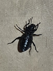 Nycterinus