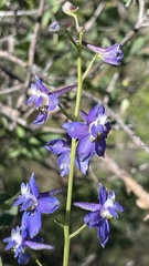 Delphinium hesperium