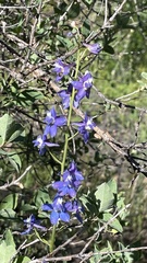 Delphinium hesperium