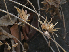 Cynarospermum asperrimum