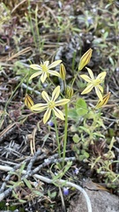 Triteleia ixioides