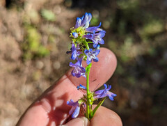 Penstemon procerus