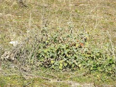 Marrubium vulgare