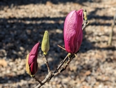 Magnolia