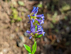 Penstemon procerus