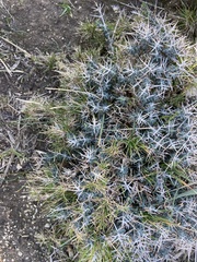 Teucrium balearicum