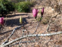 Magnolia
