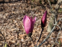 Magnolia
