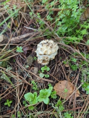 Amanita magniverrucata
