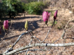 Magnolia