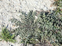 Erodium cicutarium