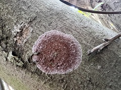 Septobasidium orbiculare