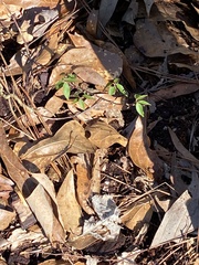 Chrysojasminum humile