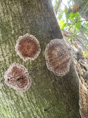 Septobasidium orbiculare